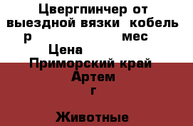Цвергпинчер от выездной вязки, кобель р. 01.03.2015 (2.5 мес) › Цена ­ 30 000 - Приморский край, Артем г. Животные и растения » Собаки   